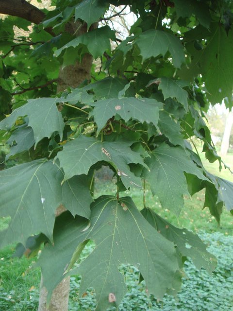 Acer platanoides feuille